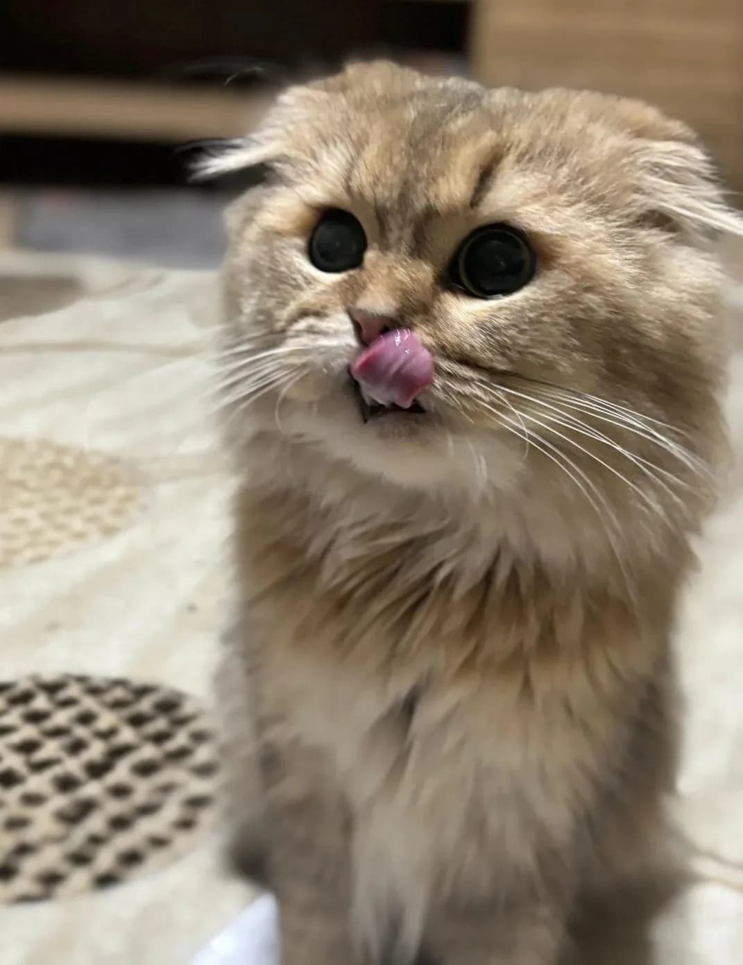 Leo'ya yeni yuva