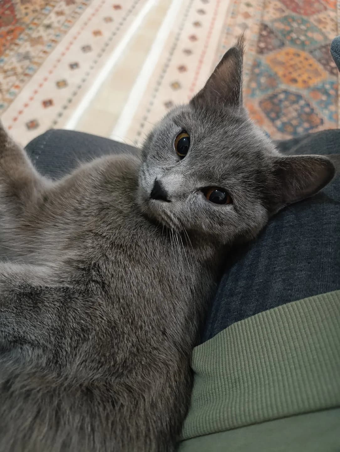 kedi sahiplendirme