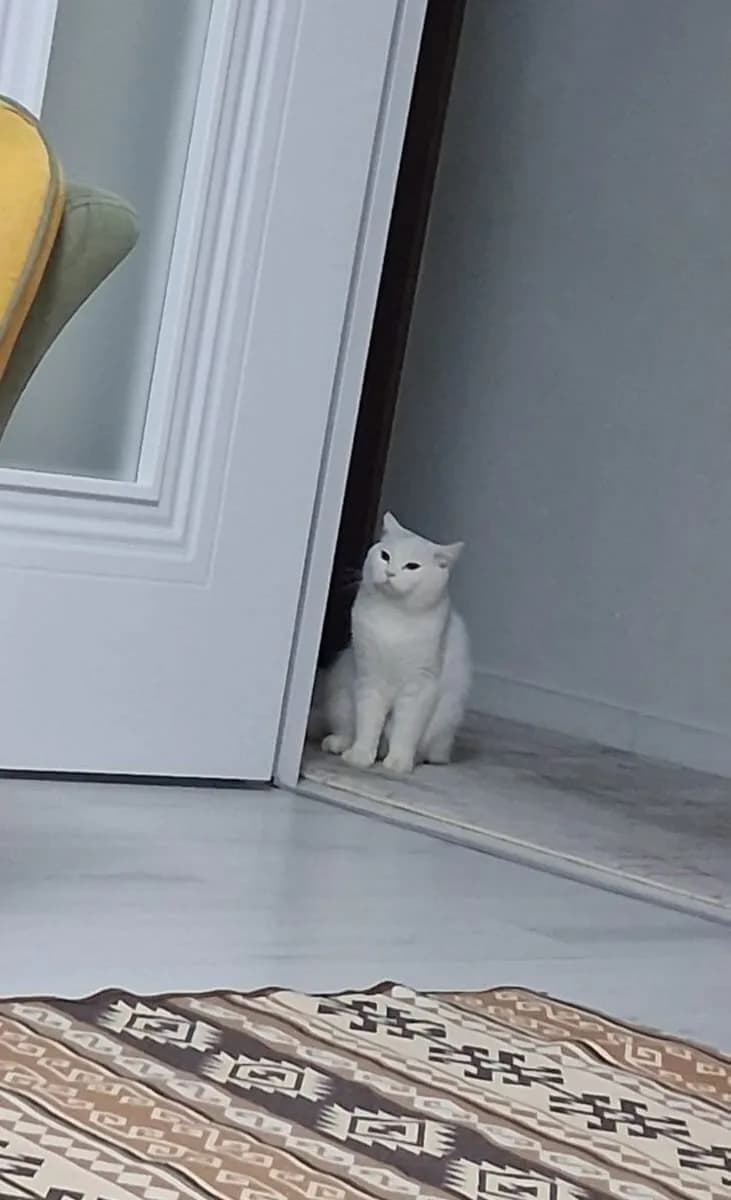BRİTİSH SHORTHAİR