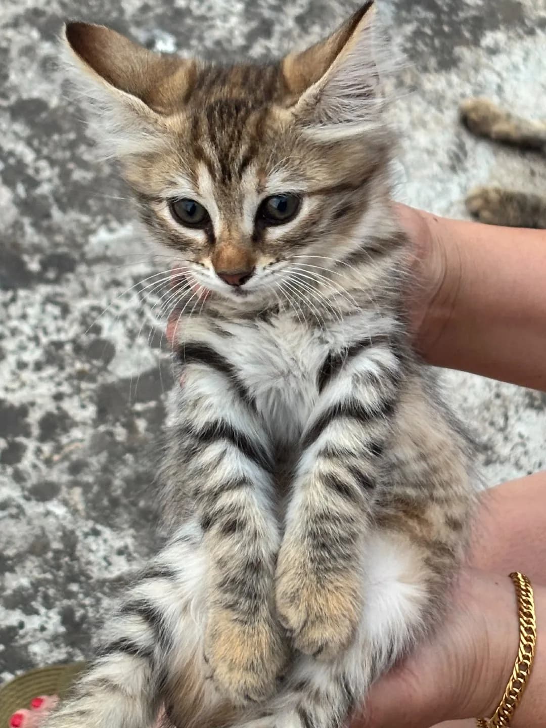 kedi sahiplendirme no.05324017225