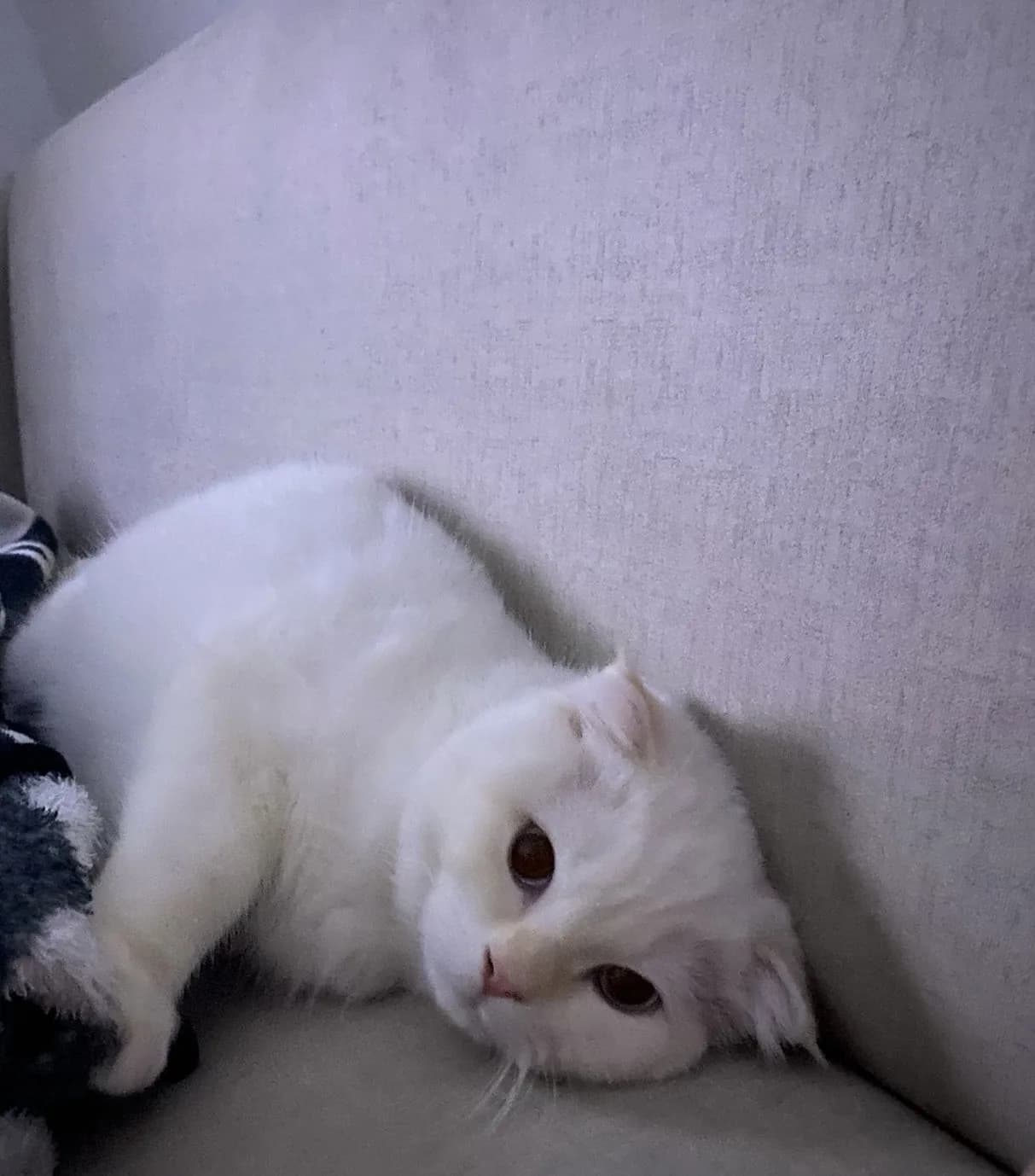 Sevgi dolu yuva arıyor