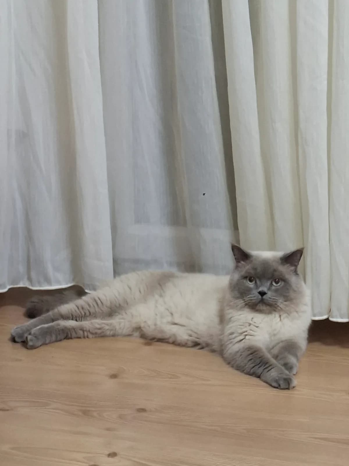 British Shorthair 2 Yaş Erkek