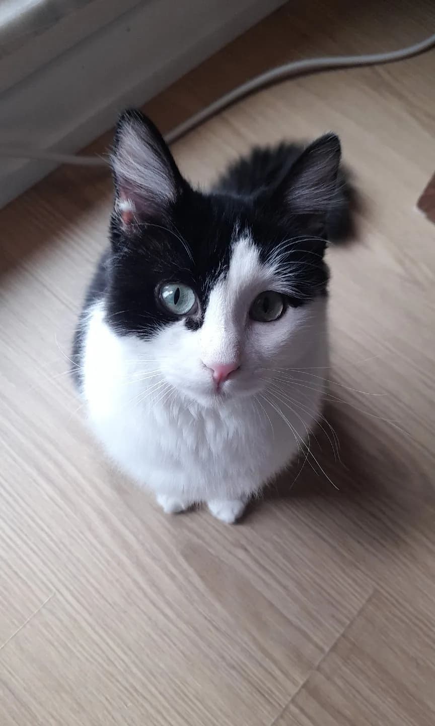 Kedi sahiplendirme