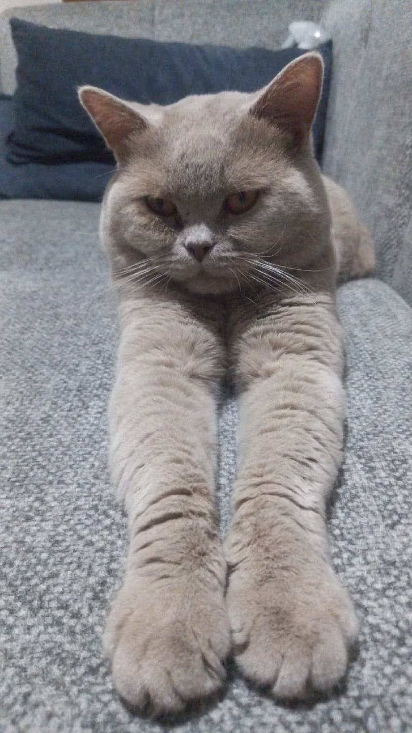 kedi ilanı acildir.