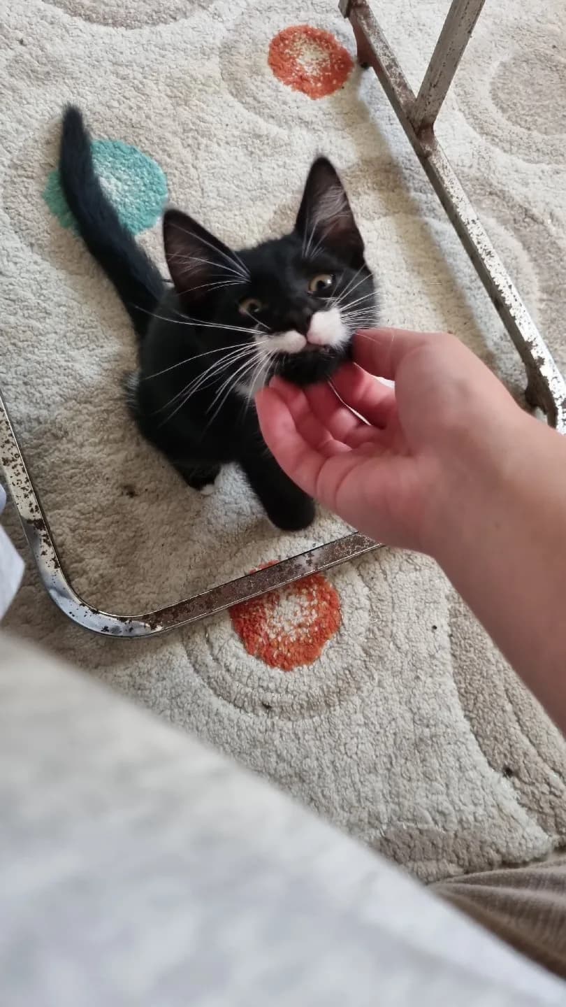 3 aylık yavru kedi