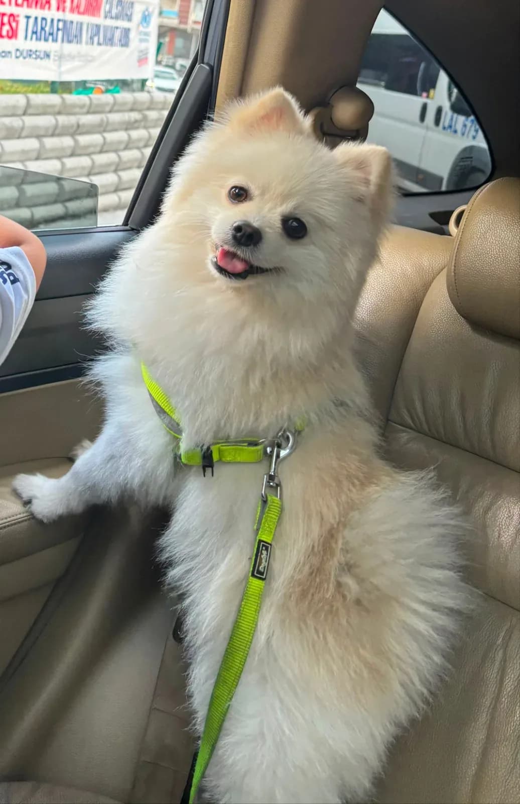 Pomeranian cinsi beyaz erkek köpek