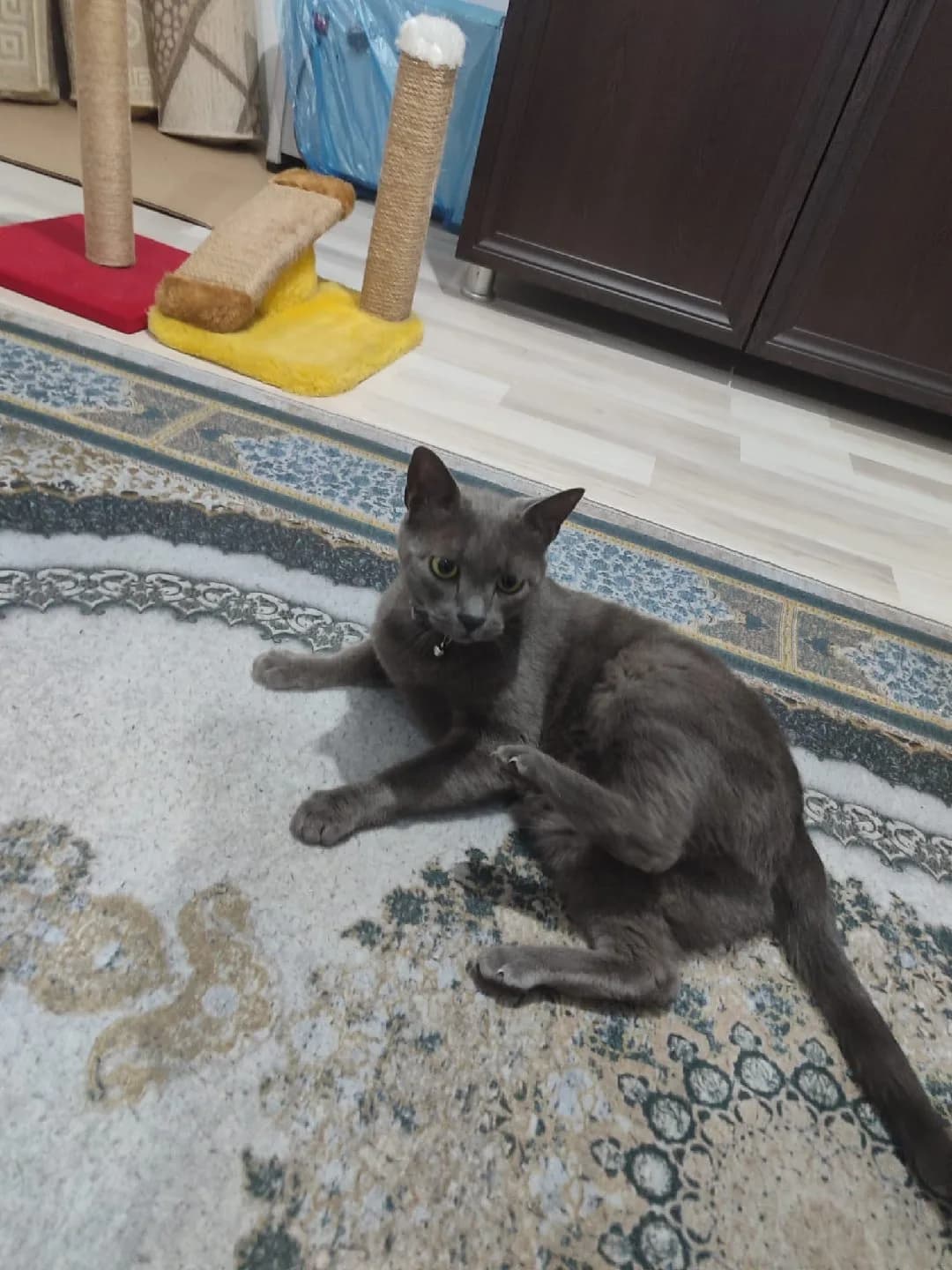 Oscar'a ömürlük aile arıyoruz