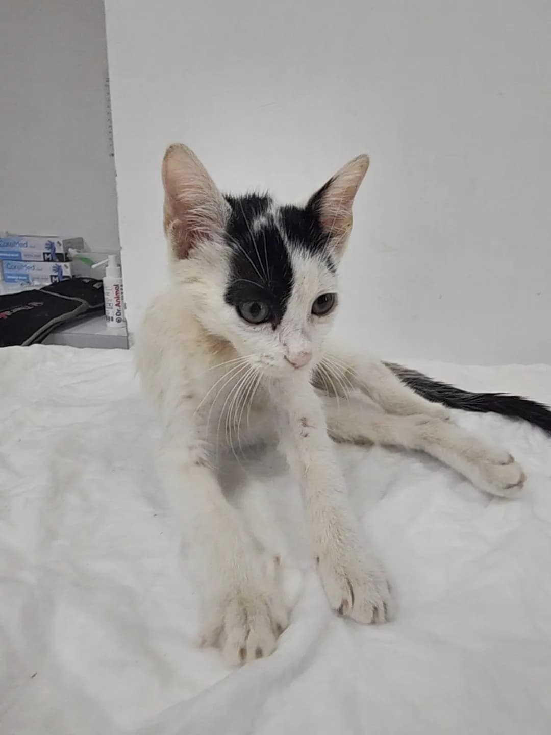 3 aylık erkek kedi