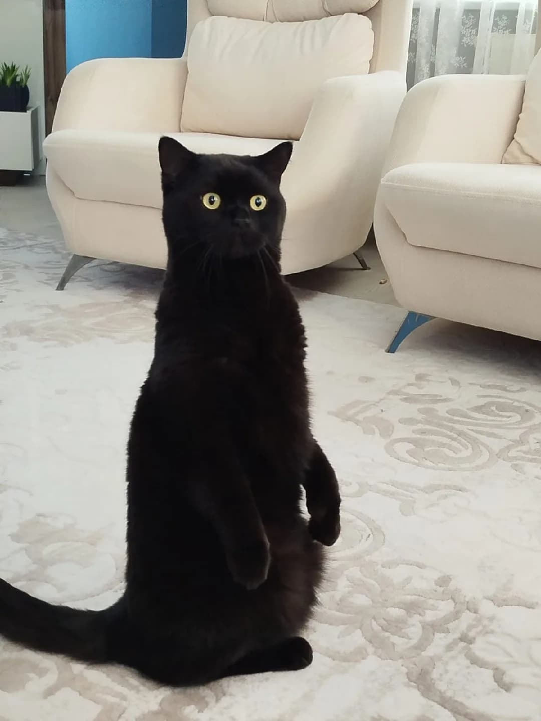ACİL YUVA ARANIYOR "BURSA"🐈⬛🐾
