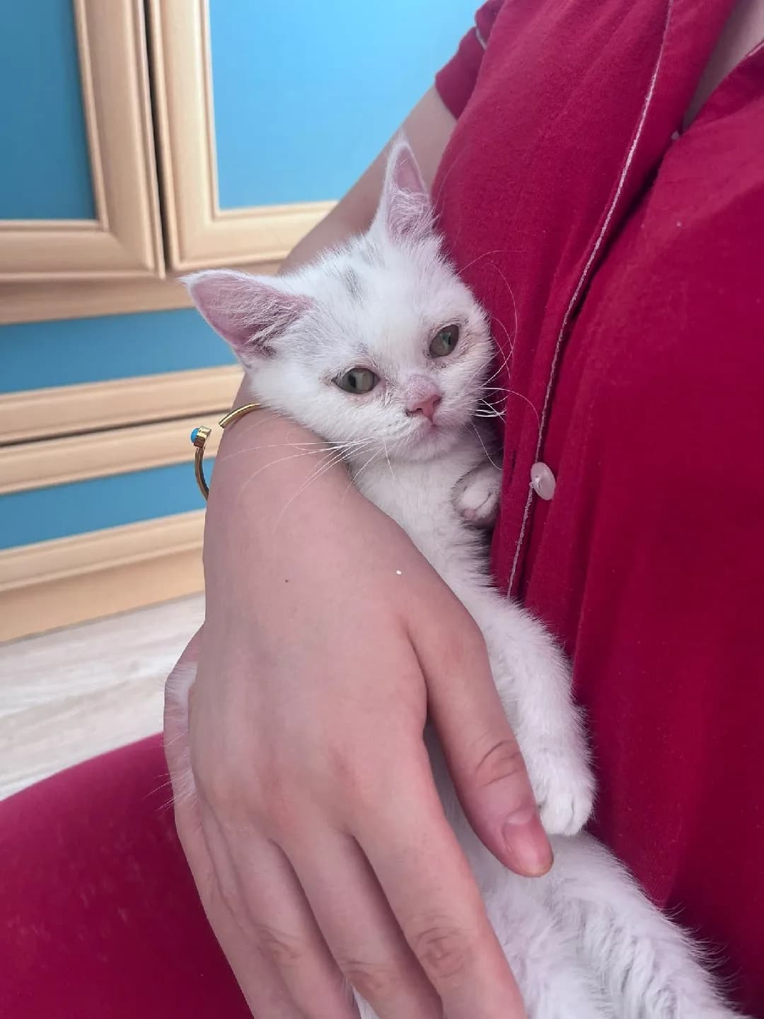 British Shorthair ücretsiz acil sahiplendirme