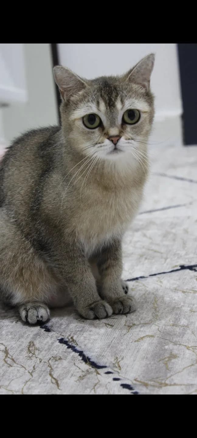 takip şartıyla ücretsiz sahiplendirilecektir