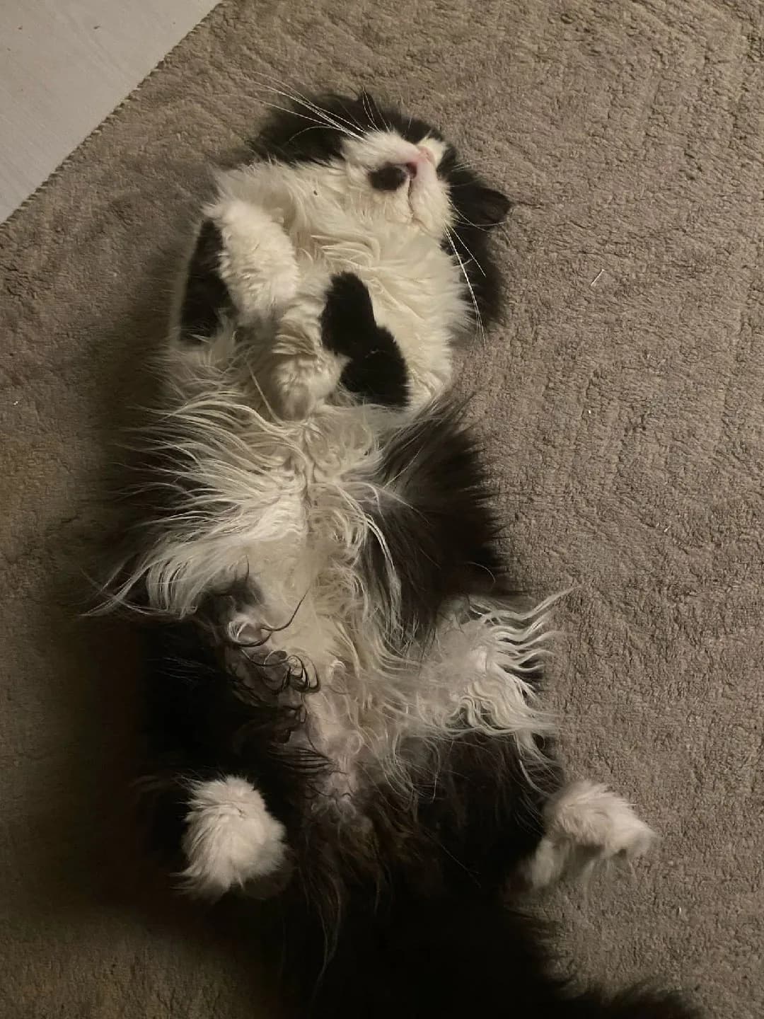 KEDI SAHIPLENDIRIYORUM.