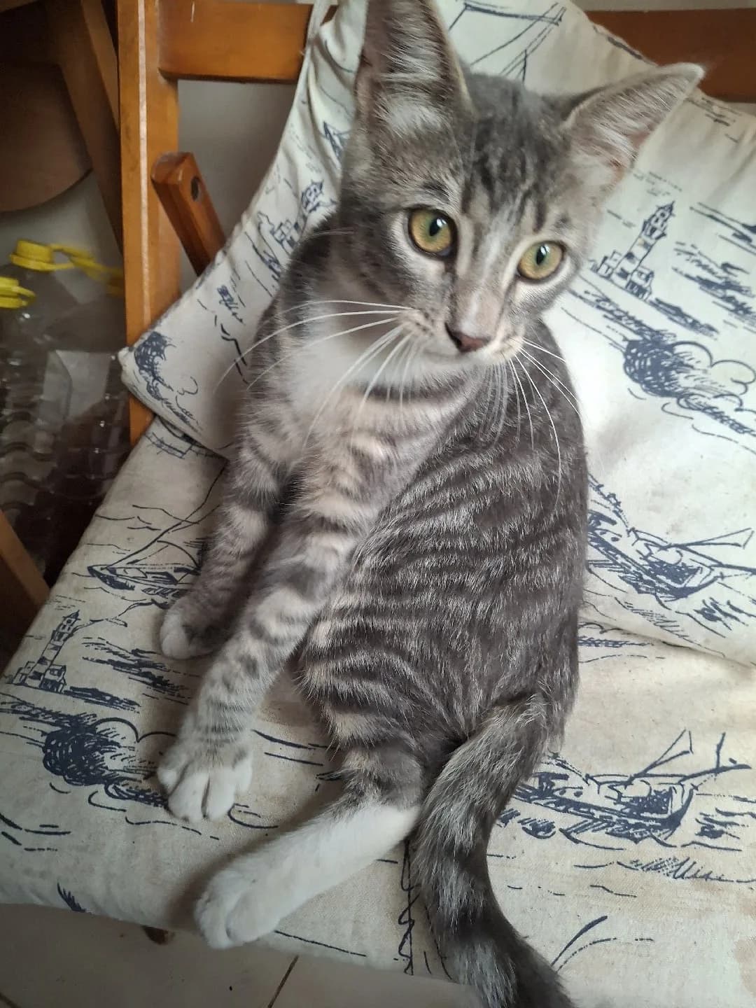 Gümüş (yavru gri tekir)