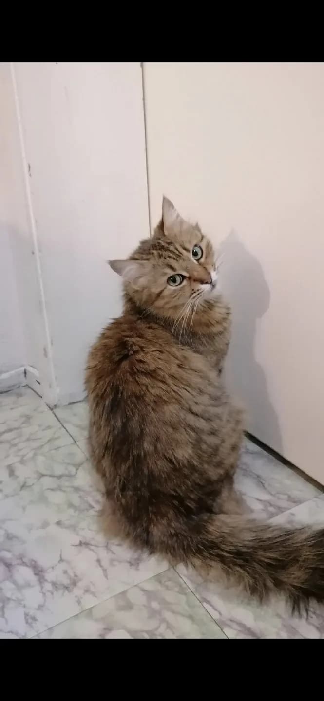 Pişi'ye Yuva Olun
