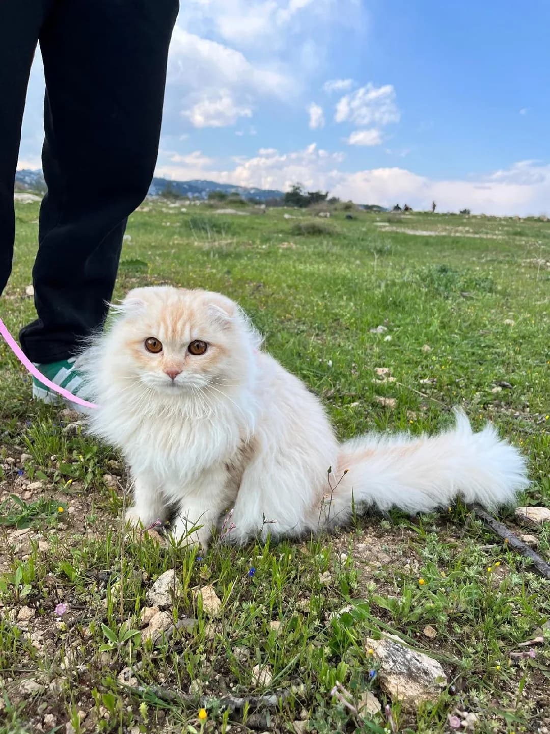 Kedi sahiplendirme