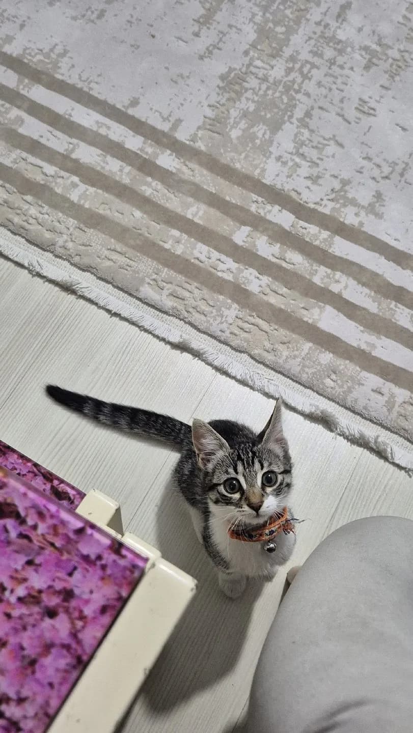 3 aylık yavruya acil yuva aranıyor
