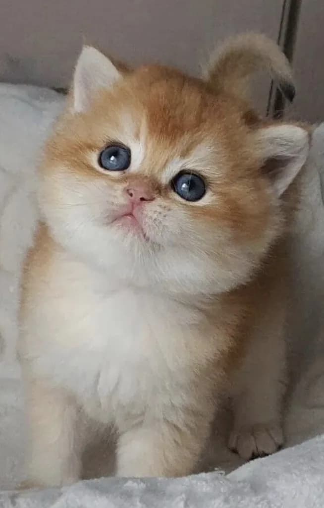 British shorthair golden yavrusu