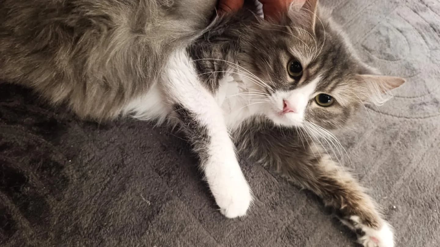 anne oğul kedi sahiplendirme