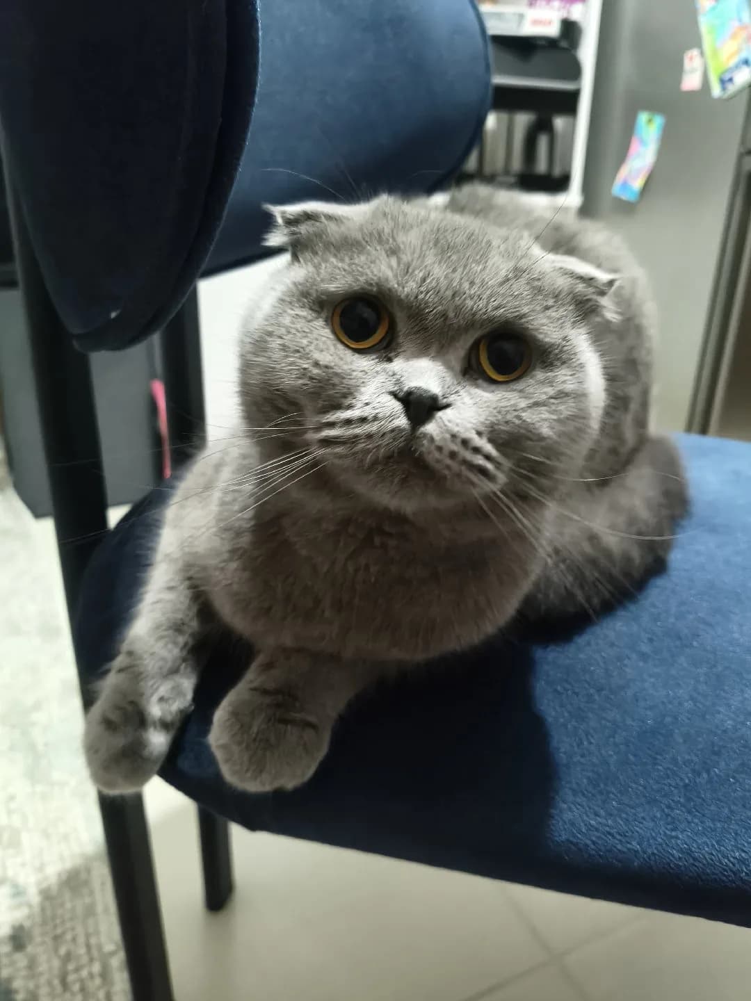 dişi scottish fold
