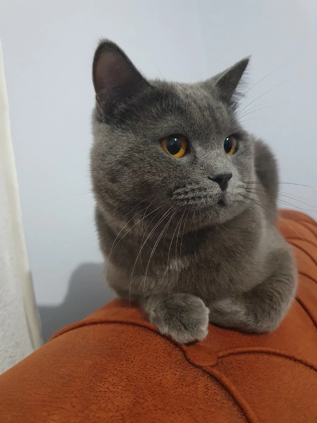 British shorthair