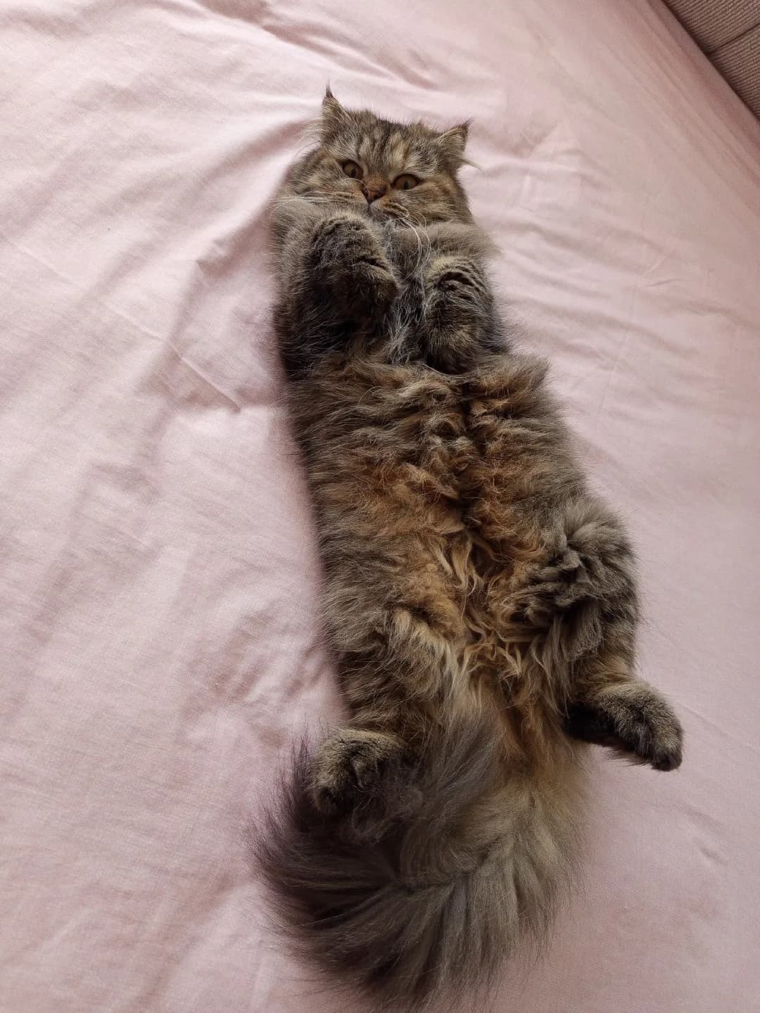 üçretsiz kedi sayiplendirme