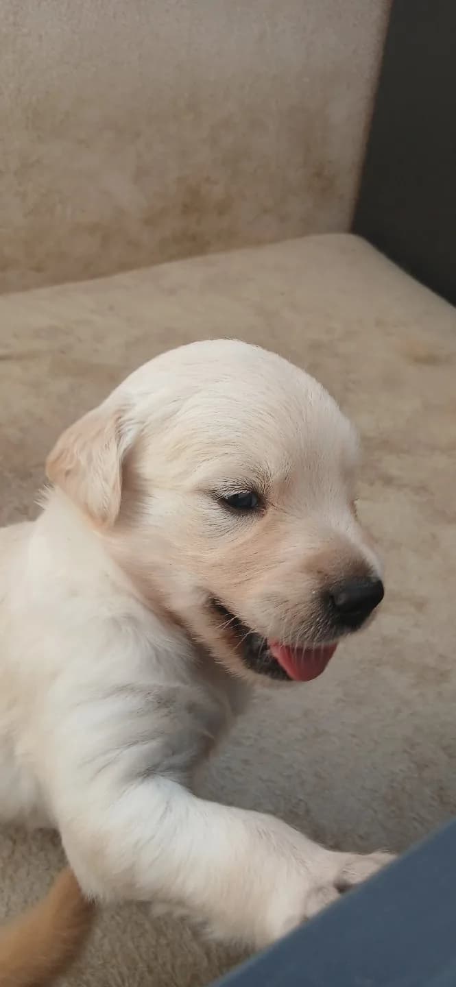 🐾 GOLDEN YAVRU SAHİPLENDİRİLECEKTİR 🐾İki aylık 10 günlük, dişi