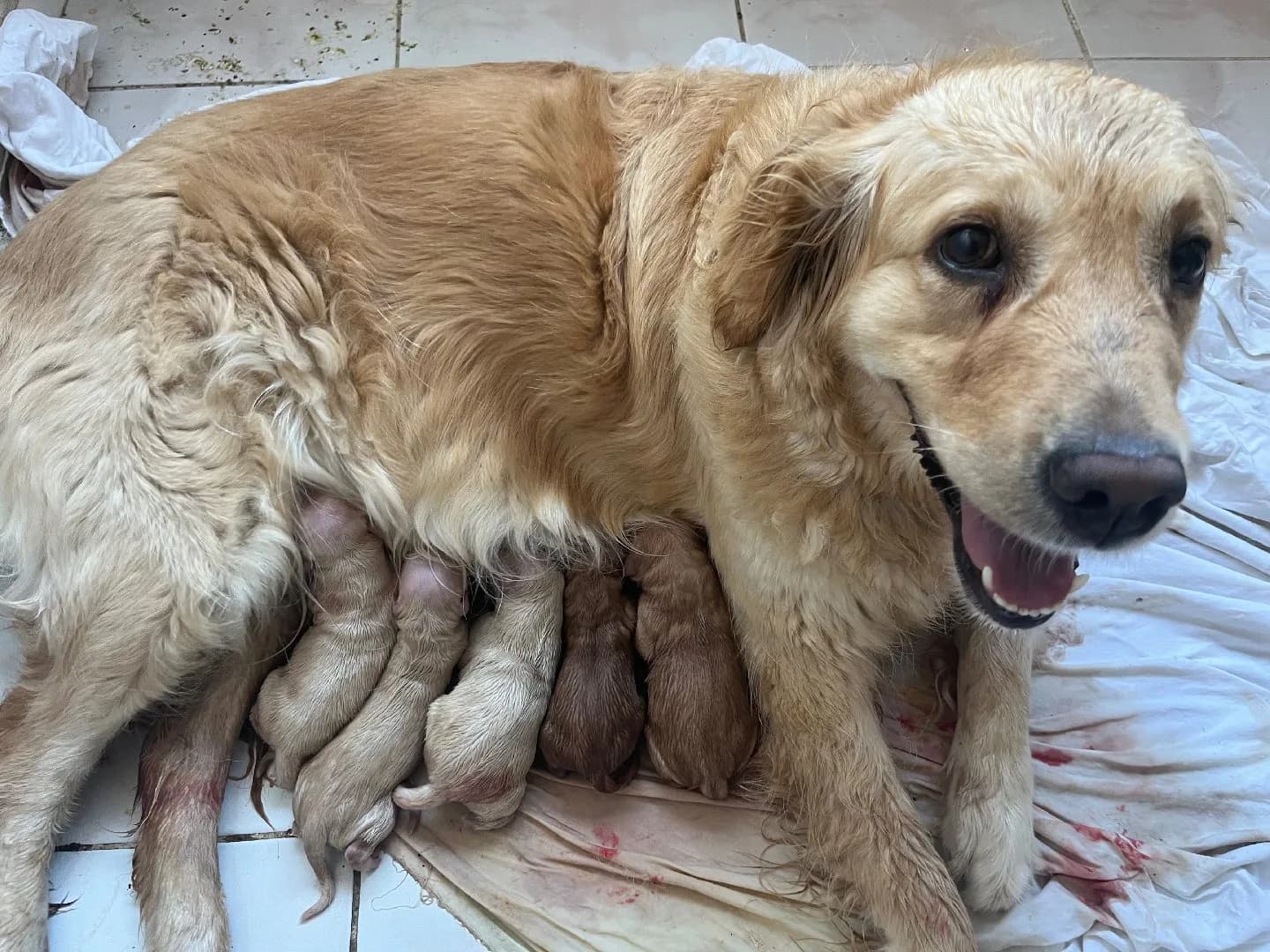Yavru golden retriver