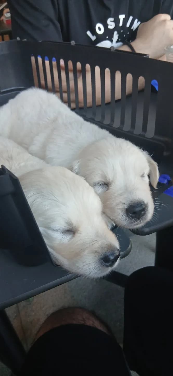 Golden retriver yavru
