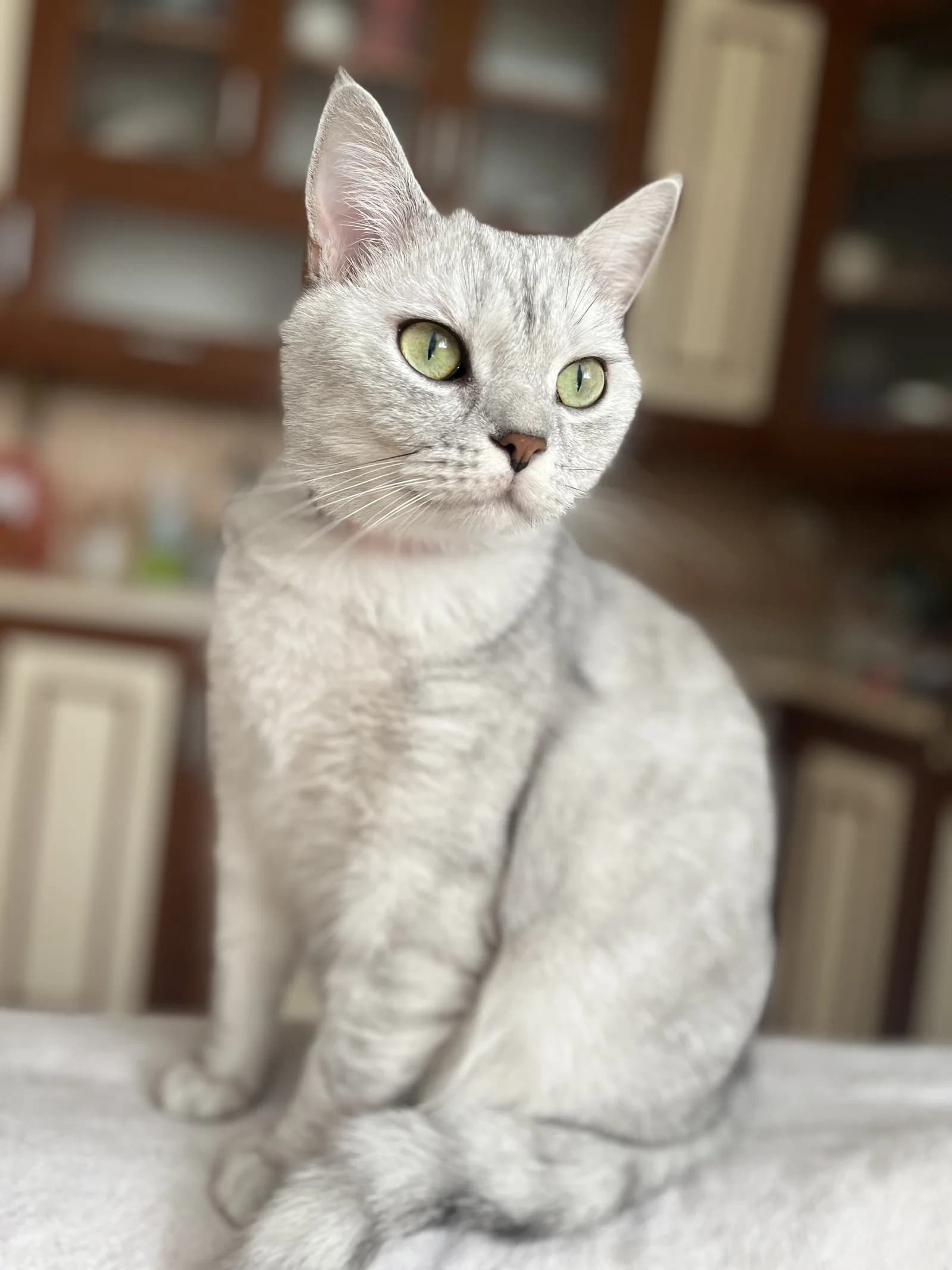 Sevgi dolu yuva arıyoruz