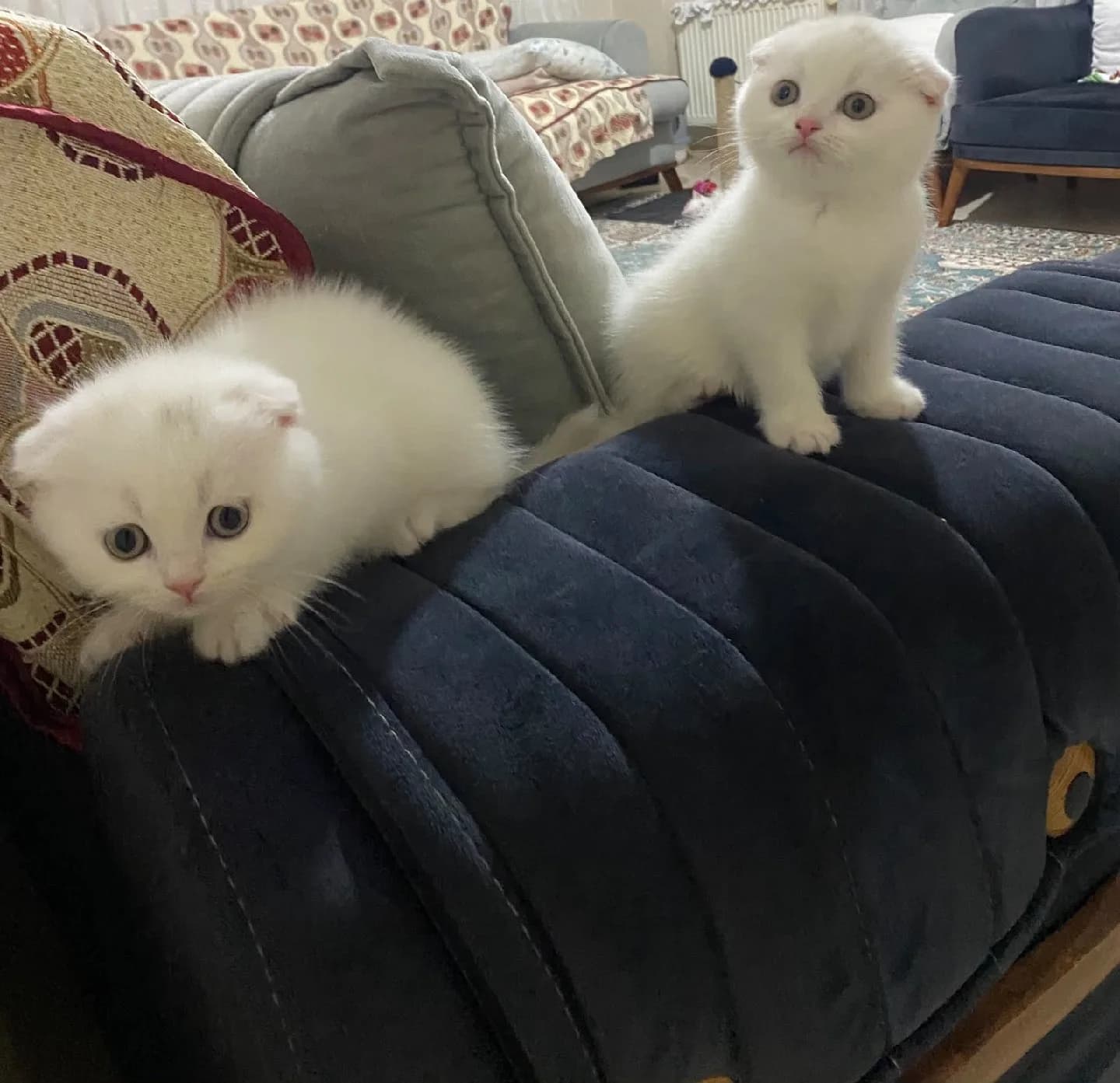 3 scotish 1 british kardeşler