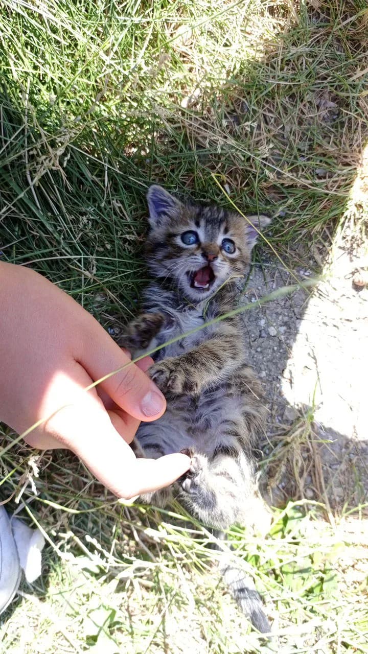 Fındık yeni aile arıyor