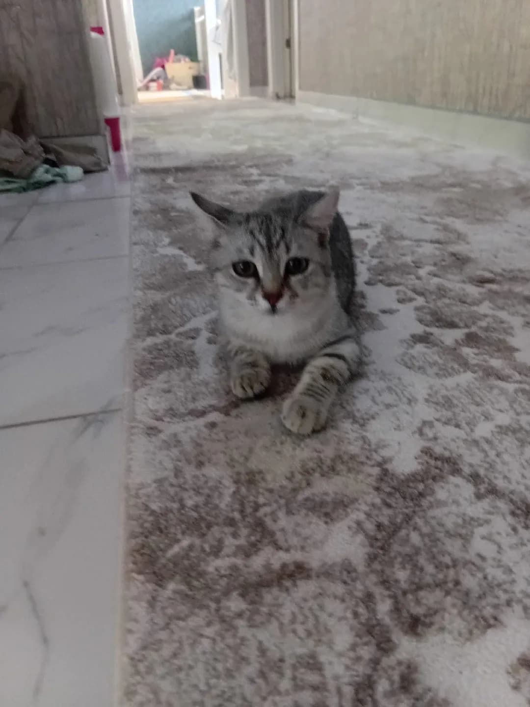 kedim dişi 6 aylık