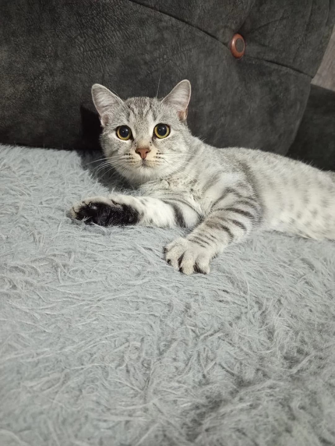 lunam sahibini arıyor