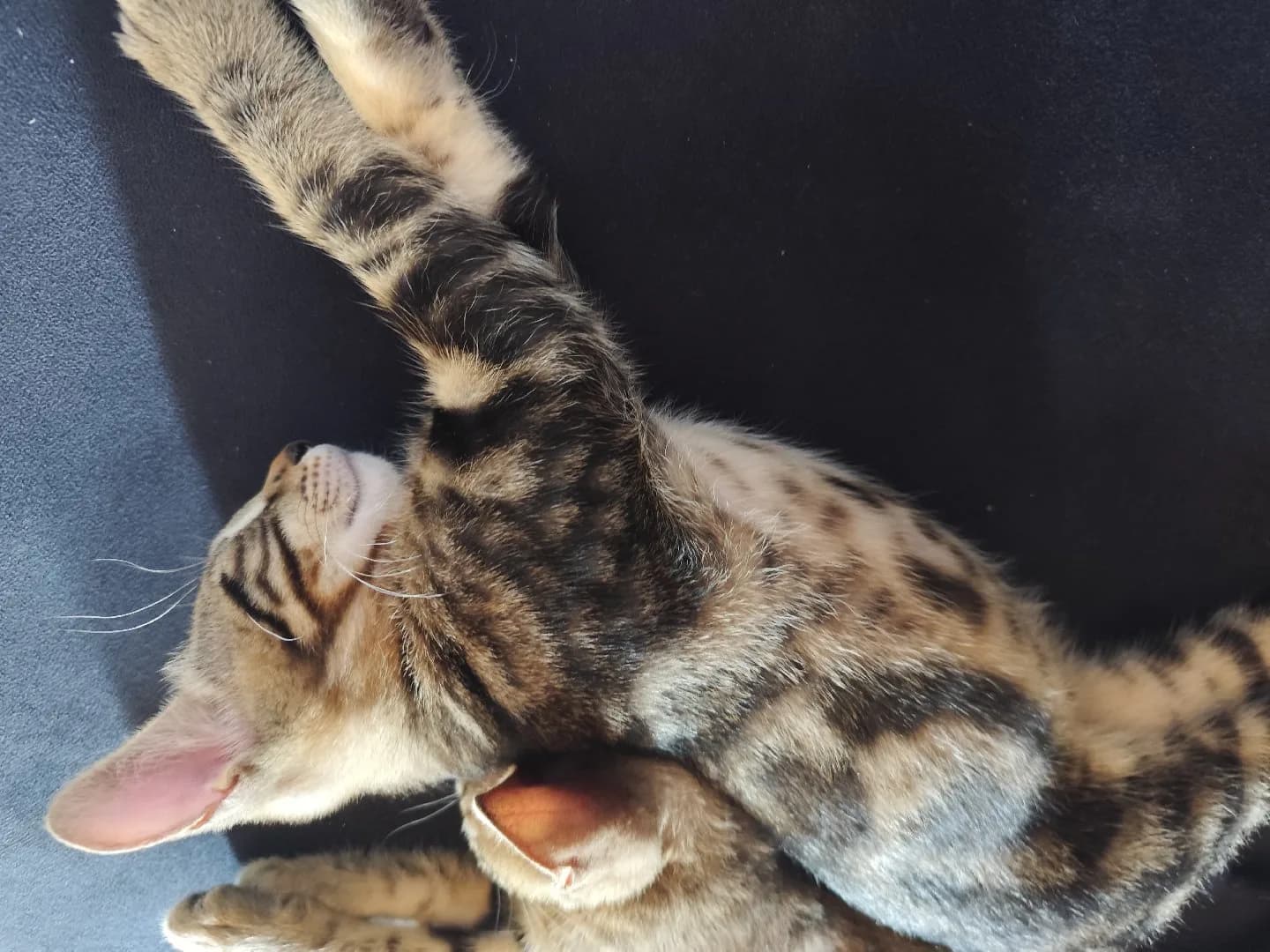 tekir kedi