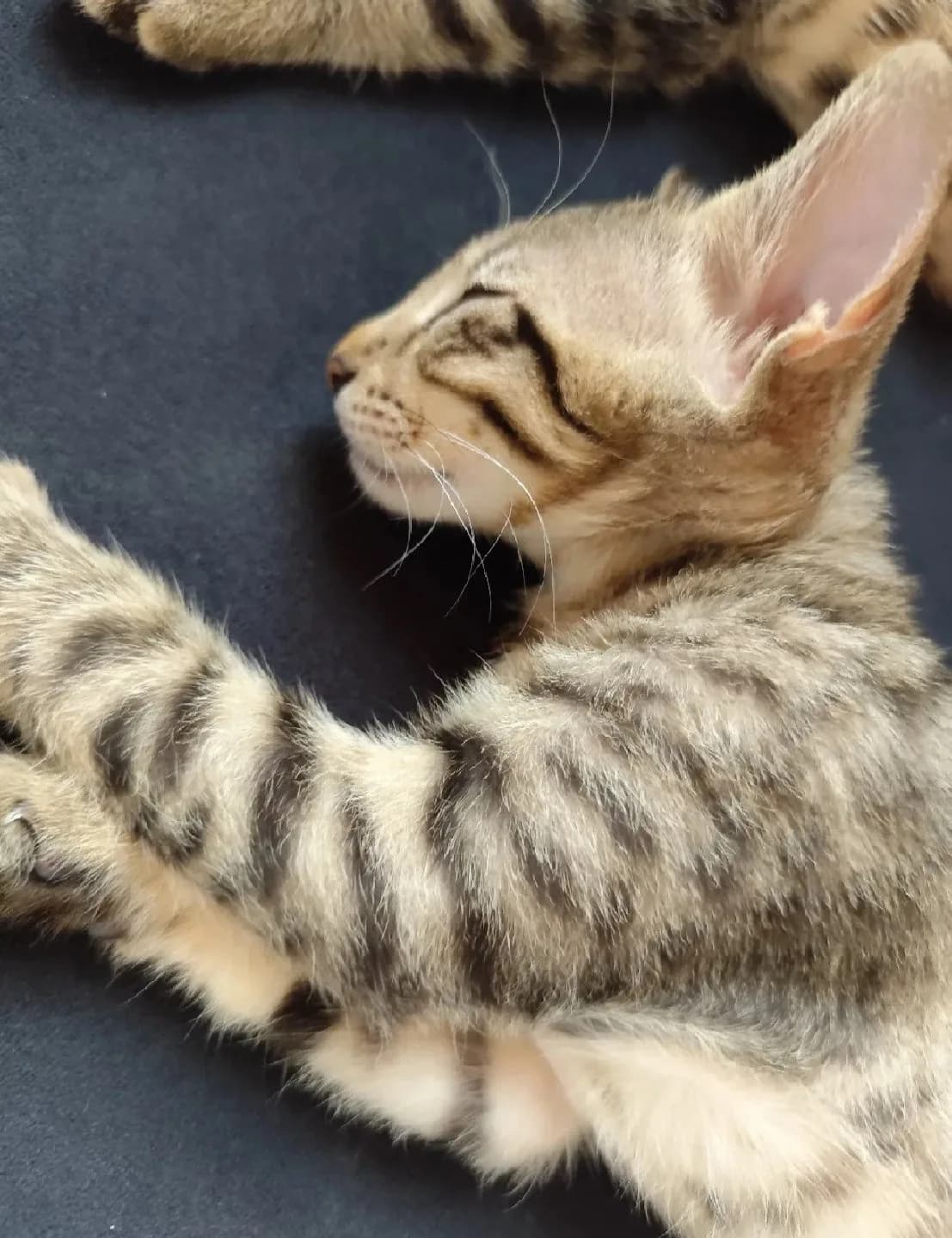 tekir kedi