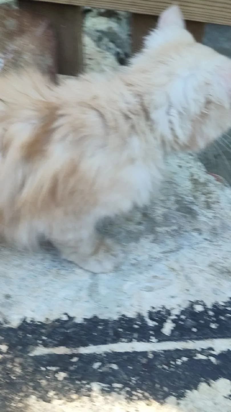 kayıp kedi
