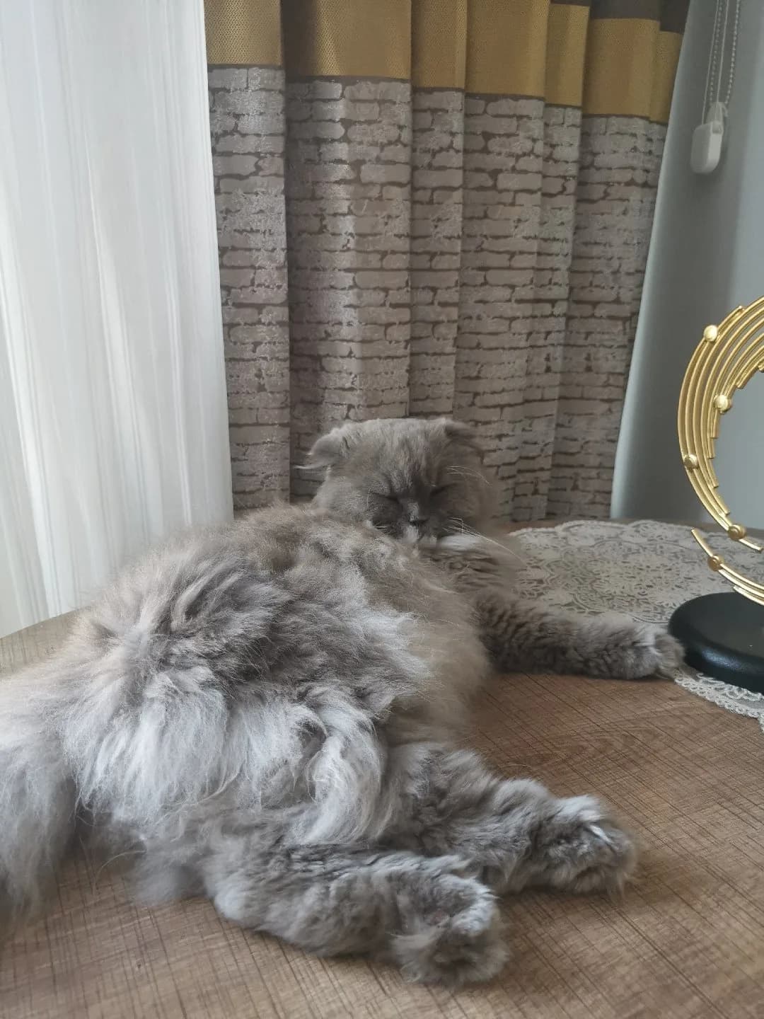 Sevimli kedimize yeni bir yuva arıyoruz.