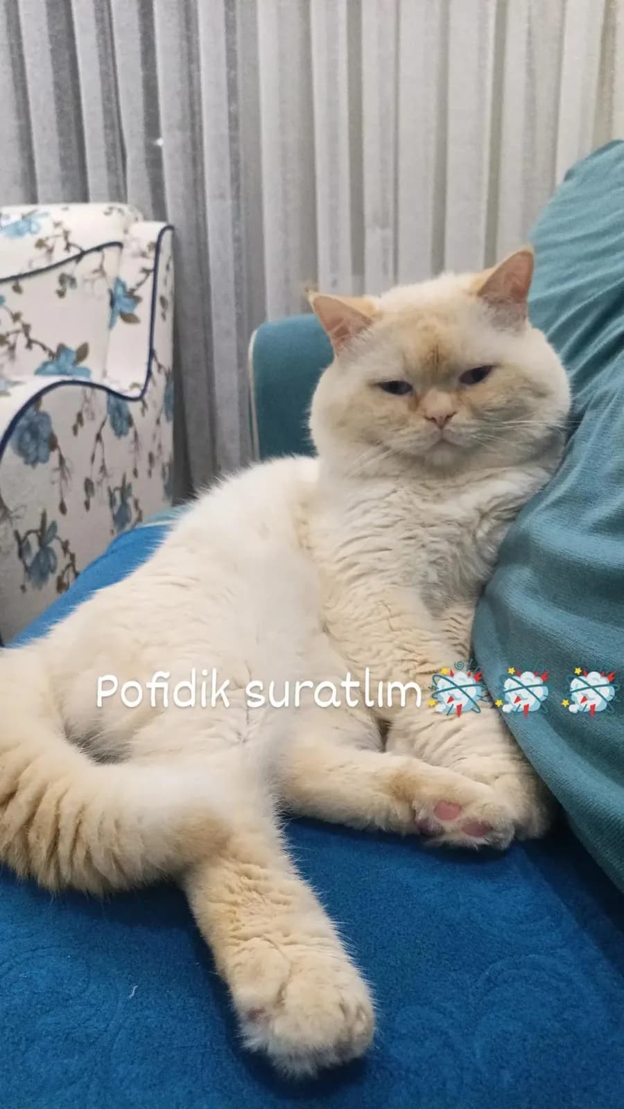 Sevgi dolu yuva arıyor
