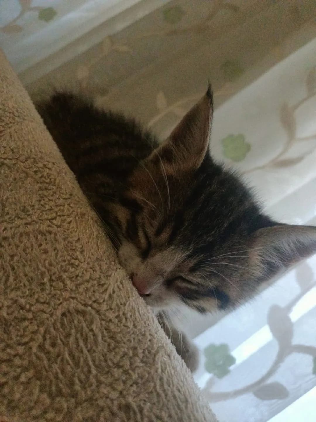 kedi sağlık 3 allık