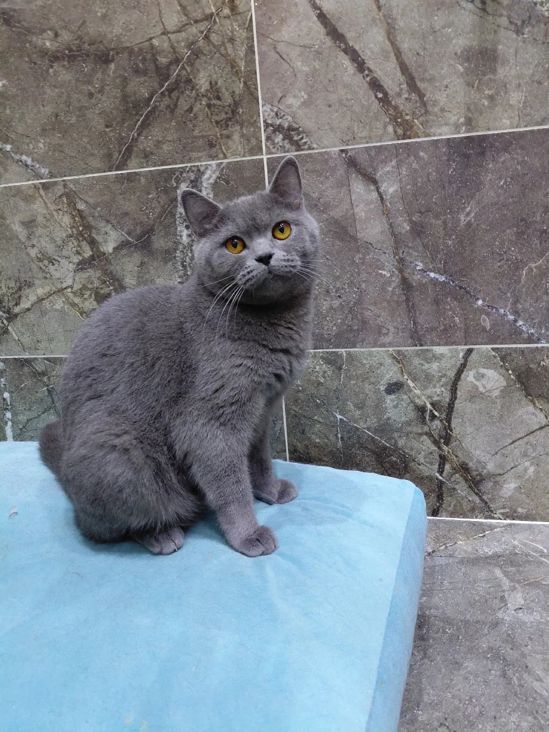 evden kedi sahiplendirme