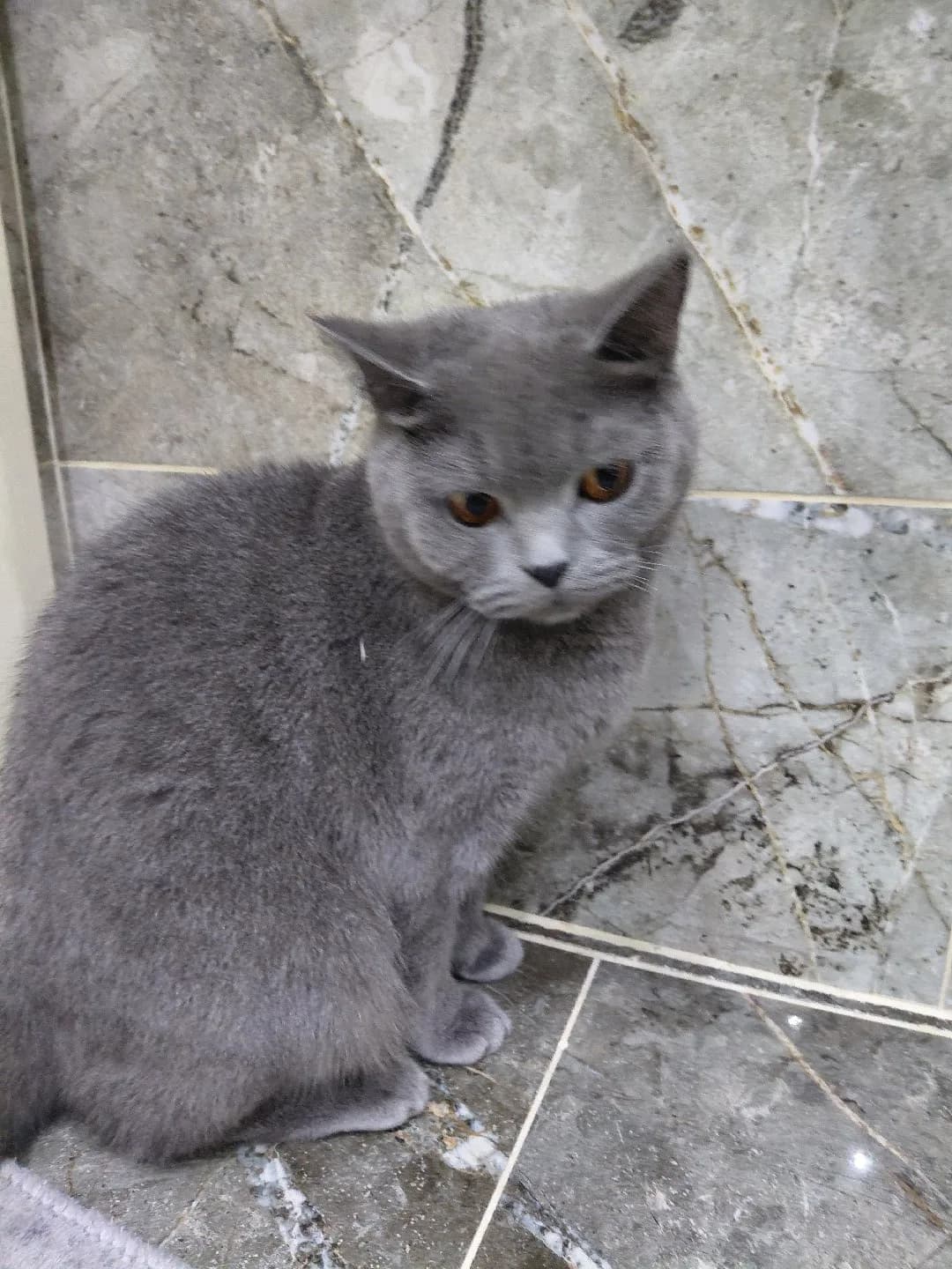 evden kedi sahiplendirme