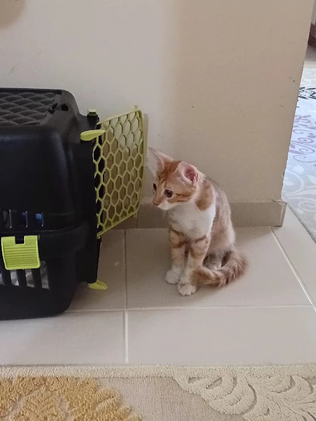 Kedi sahiplendirme