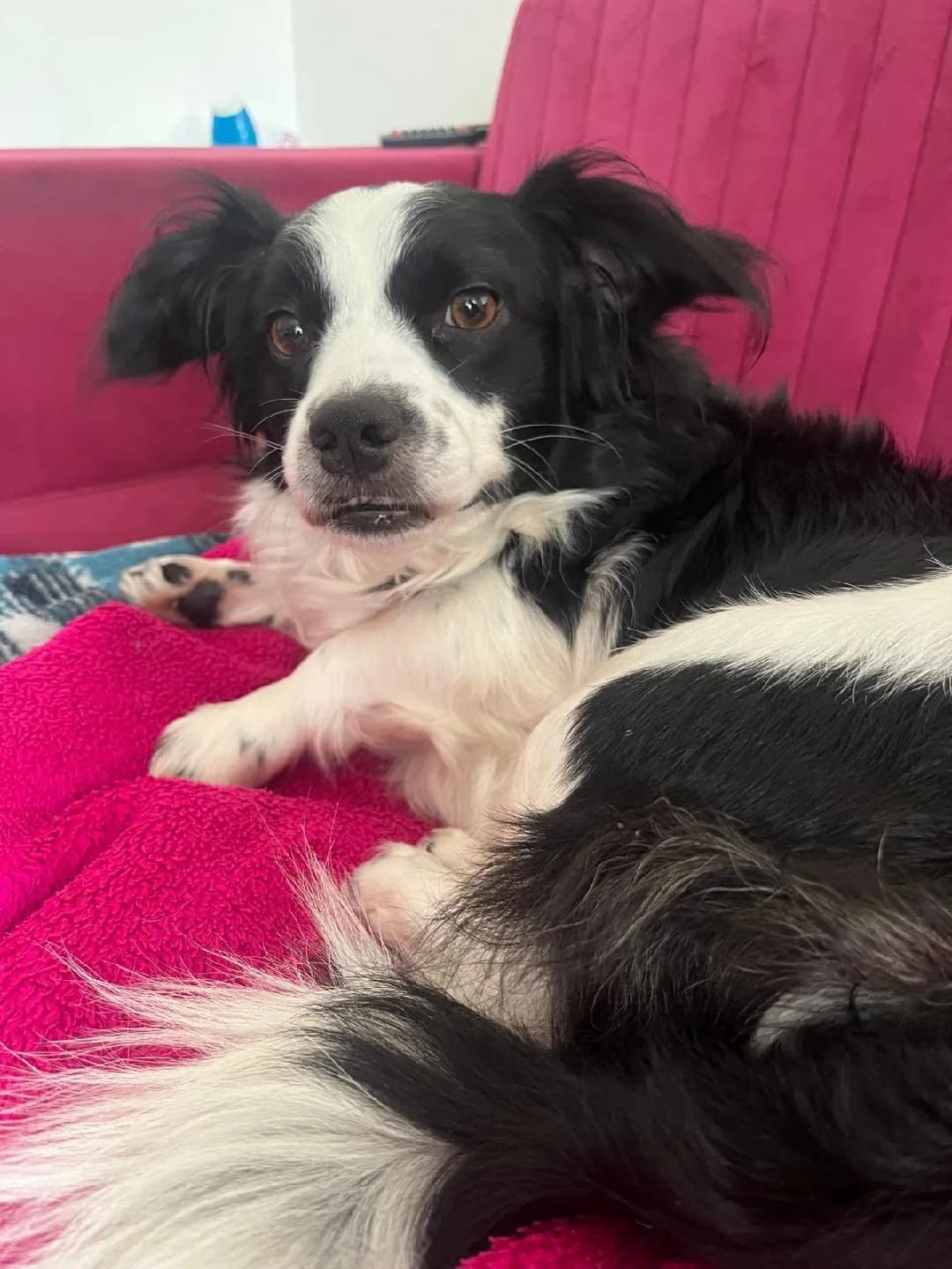Border collie kırması 2 yaşında sanırım