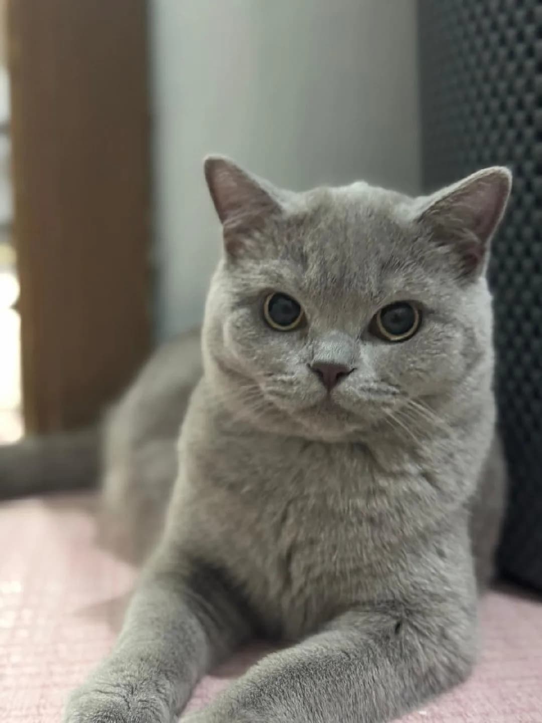 british 10-12 aylık kedi sahiplendirme