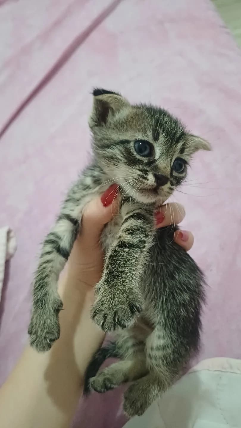 1 aylık yavru tekir kedi