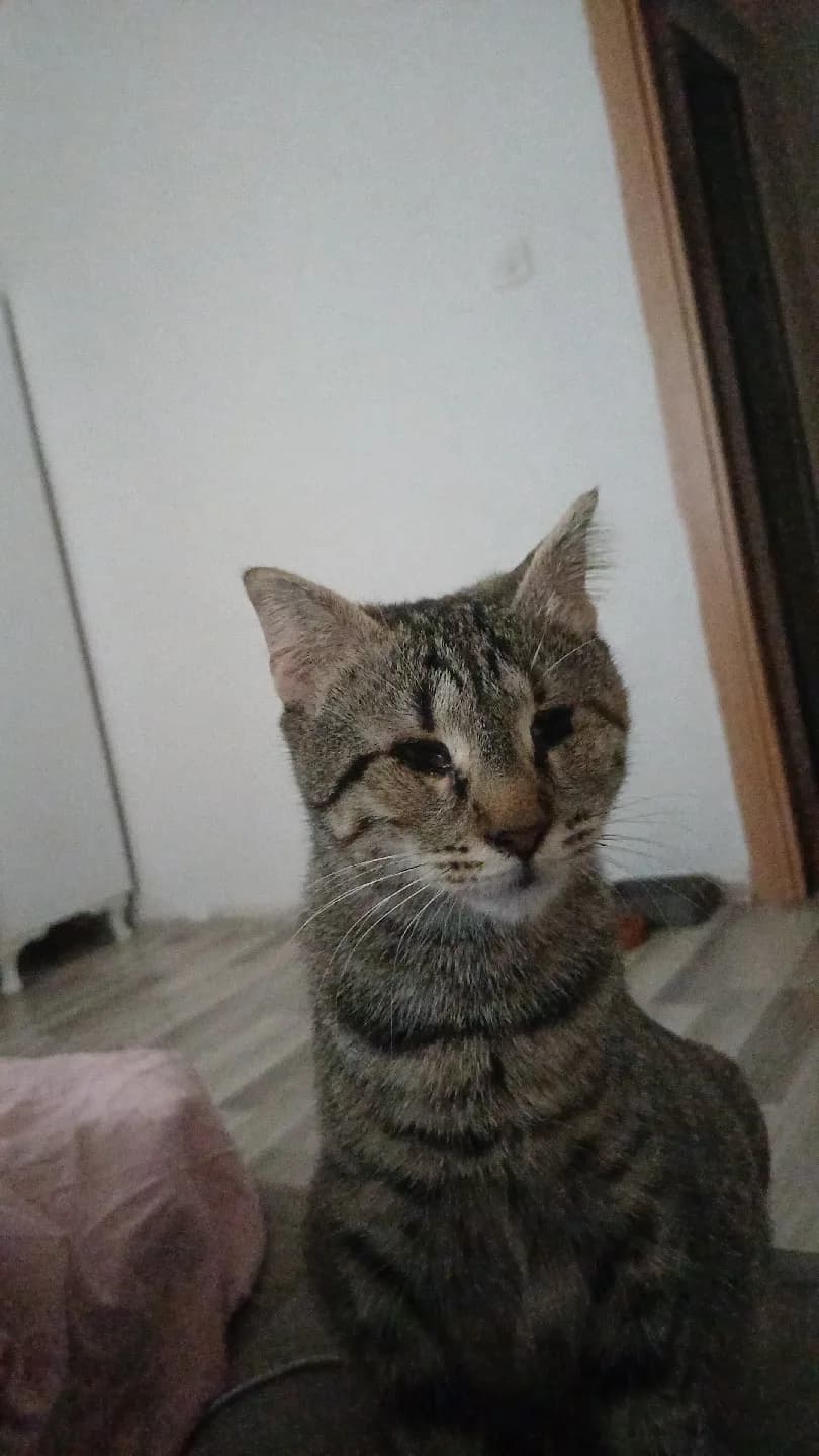Görme engelli dişi kedi