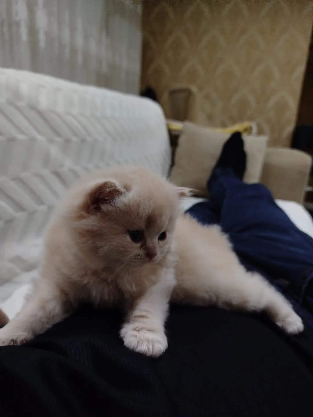biritish longhair erkek renk sarımsı
