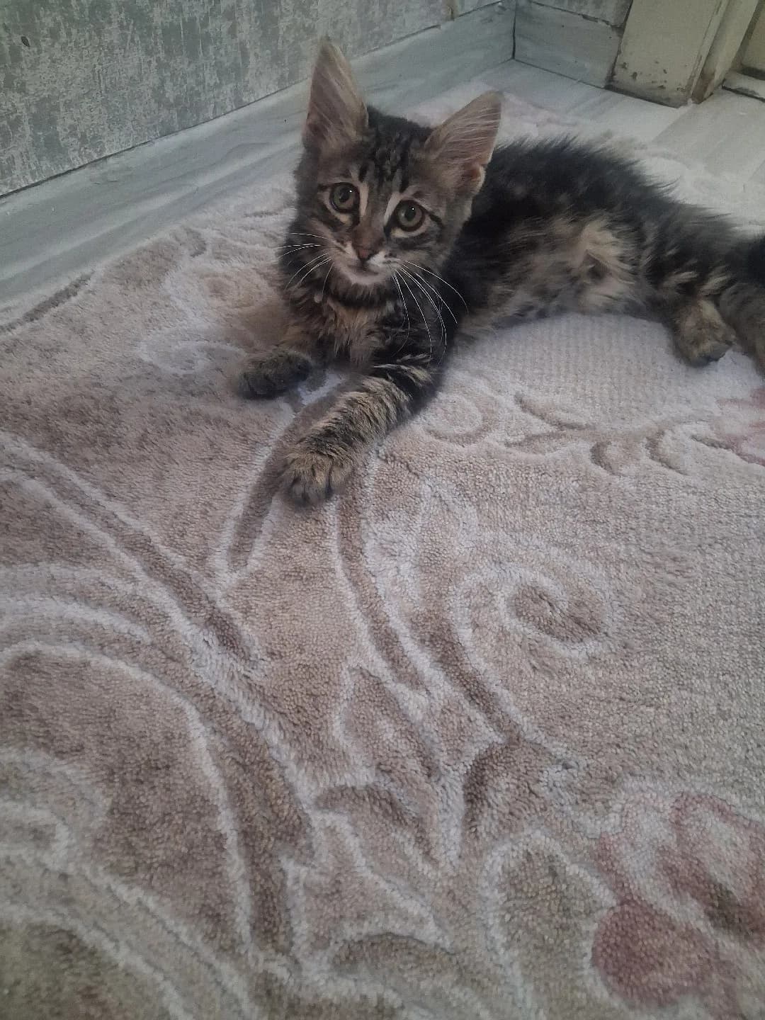 acill ömürlük yuva arıyorum kedim şirine