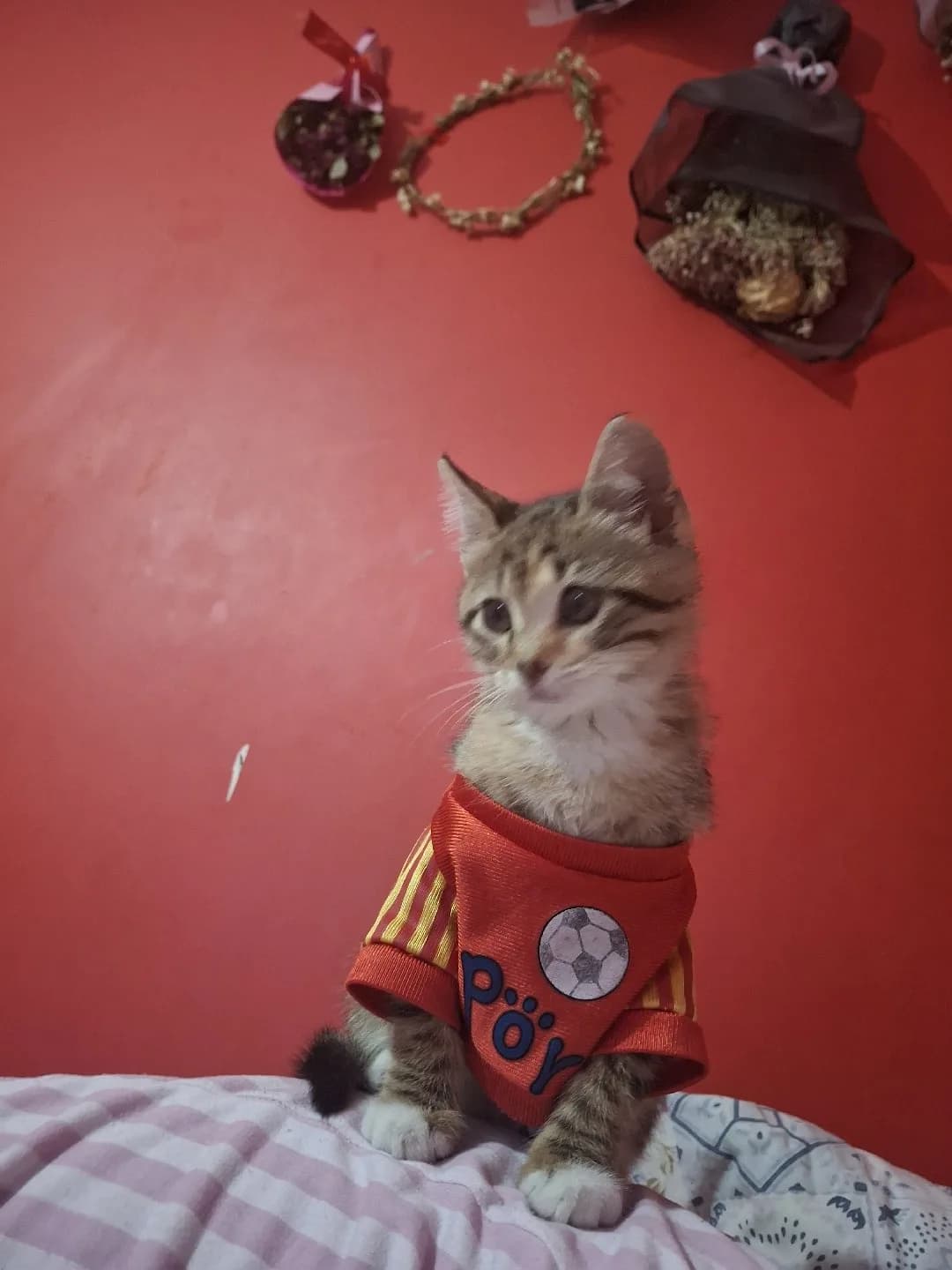 prenses hanına bşr yuva arıyoruz