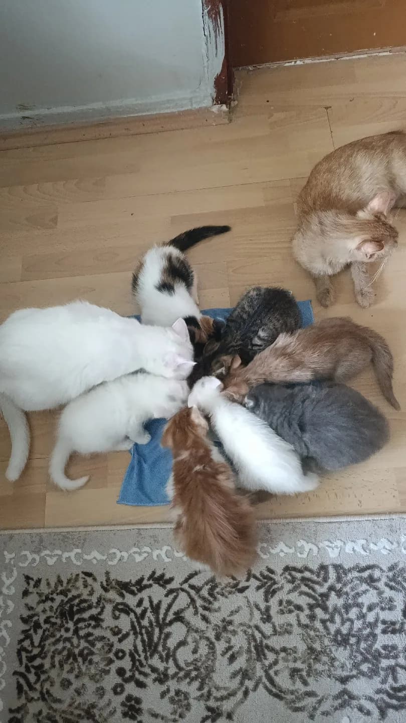 acil Yuva arıyoruz